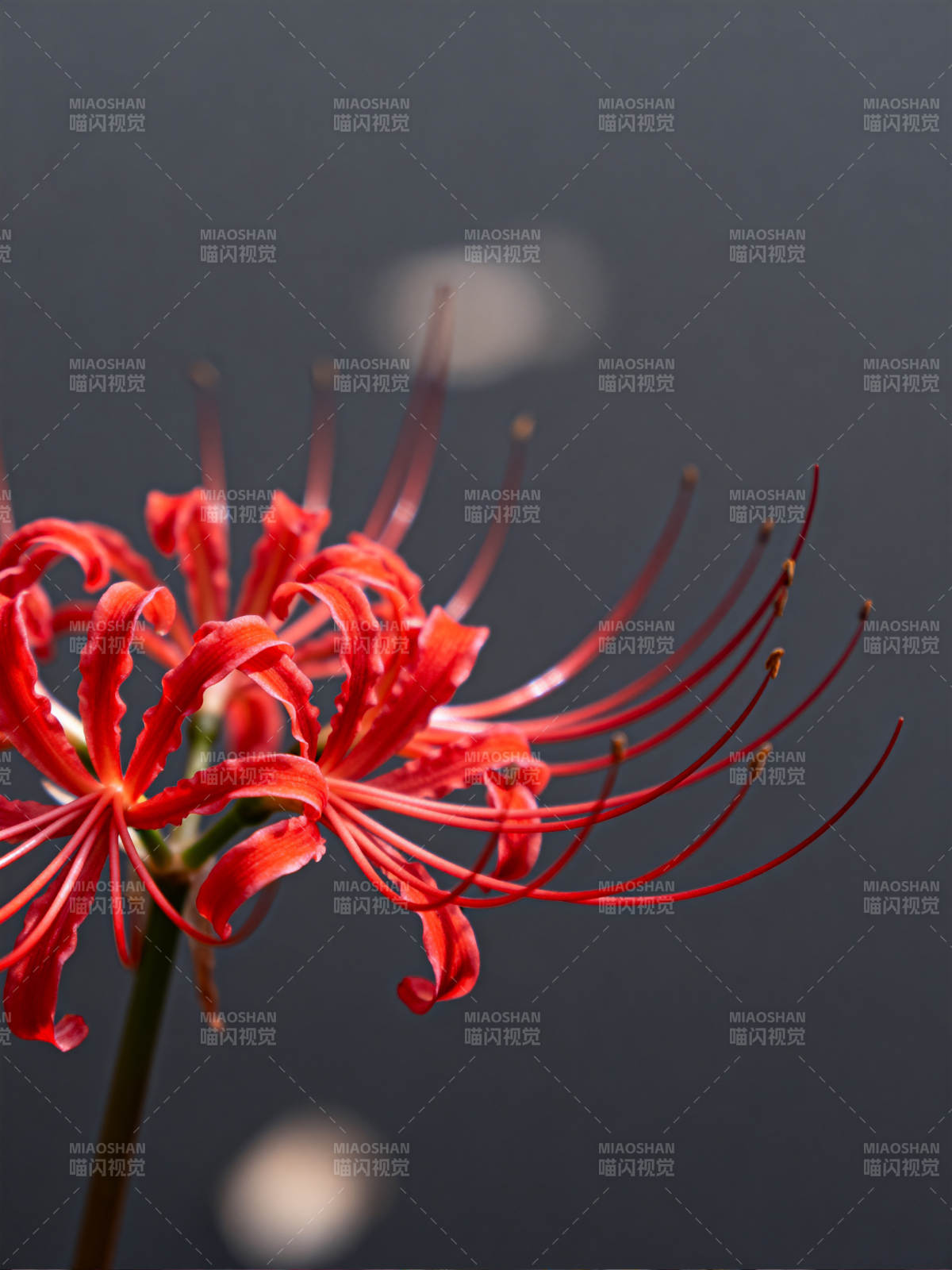 彼岸花绽放图片