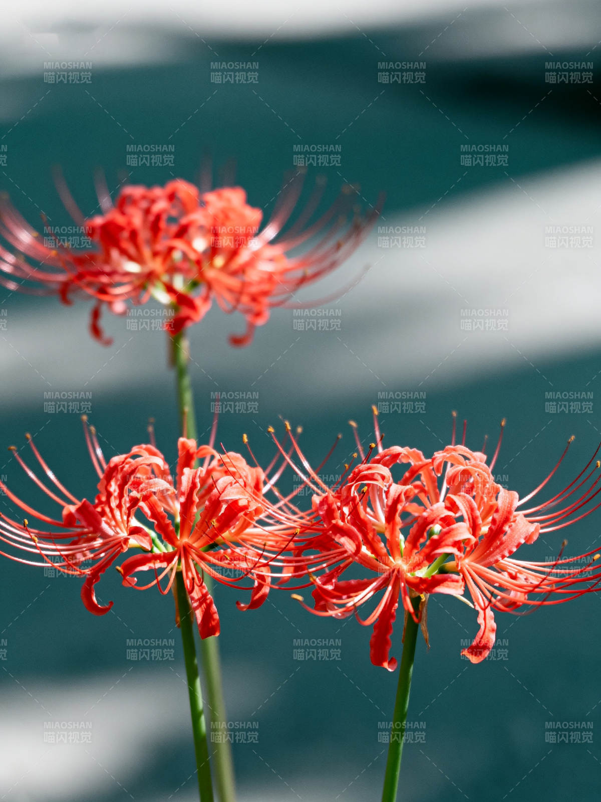 彼岸花绽放图片