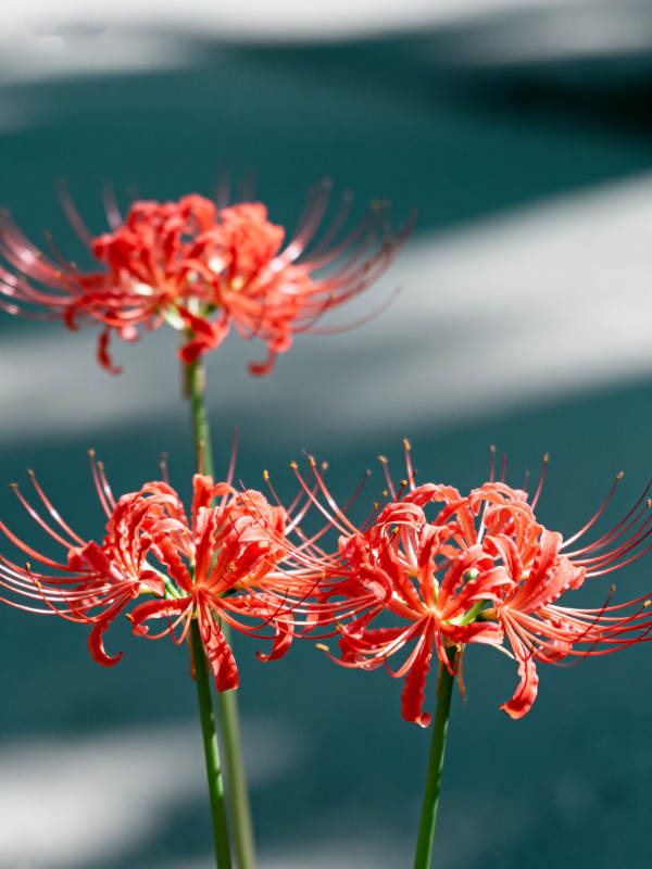 彼岸花绽放图片