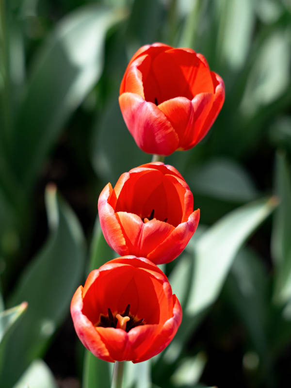 红郁金香绽放图片