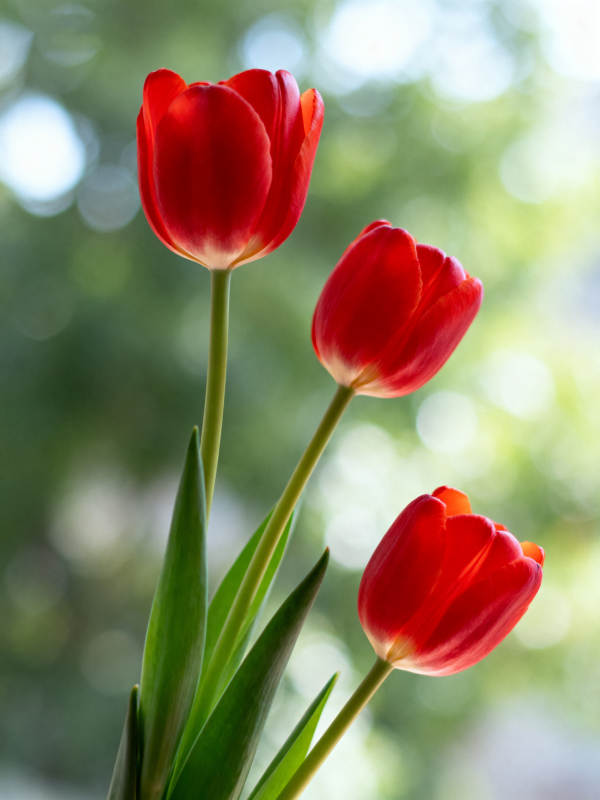 红郁金香绽放图片