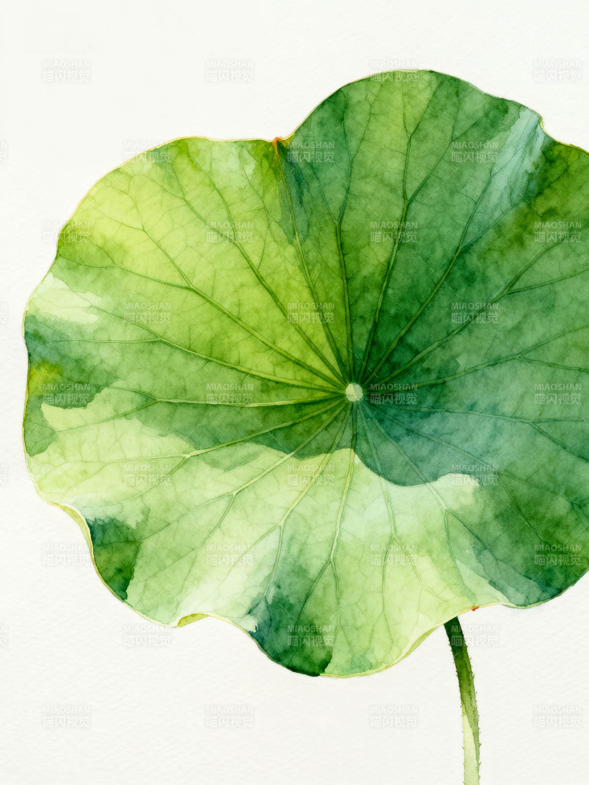 荷叶水彩画图片