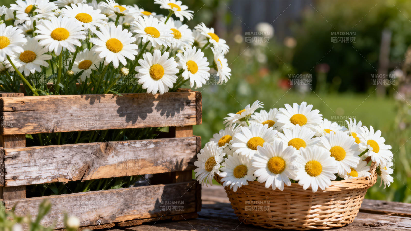 雏菊满园香图片