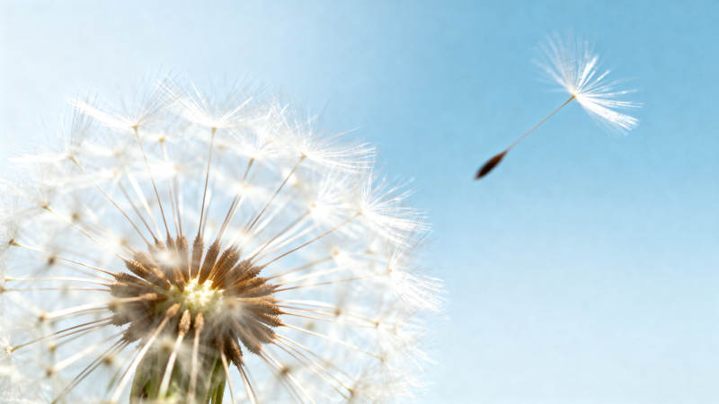 蒲公英随风飘散图片