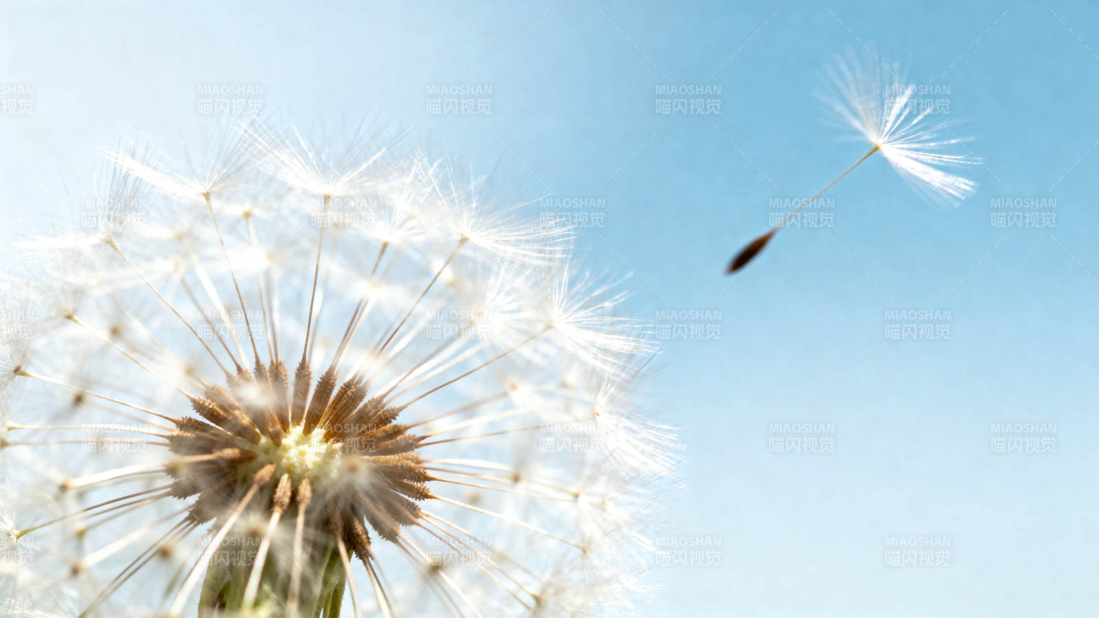 蒲公英随风飘散图片