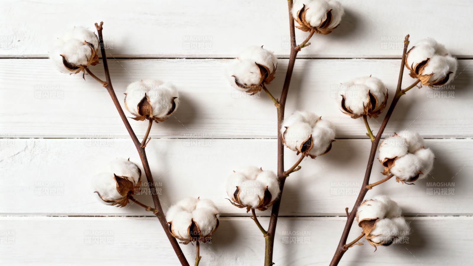 棉花枝条静物图图片