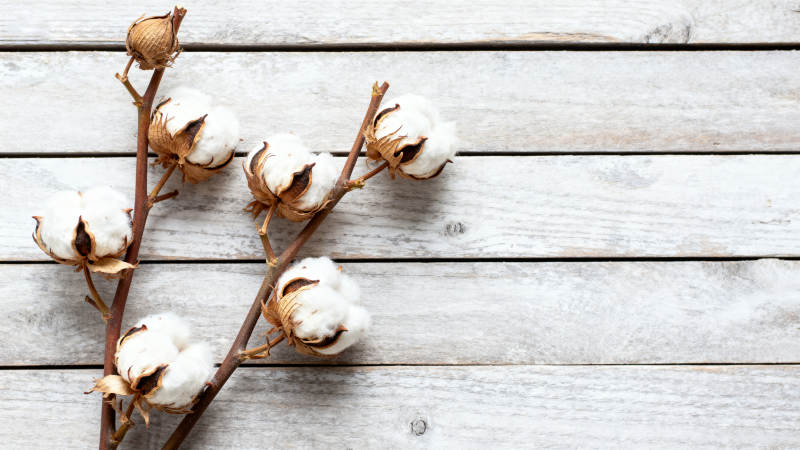 棉花枝条静物图图片