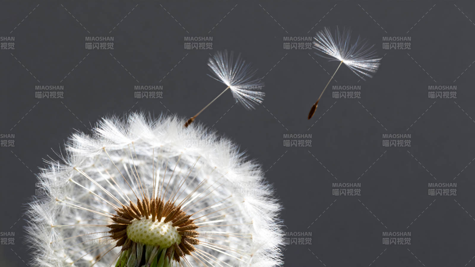 蒲公英飘飞图片