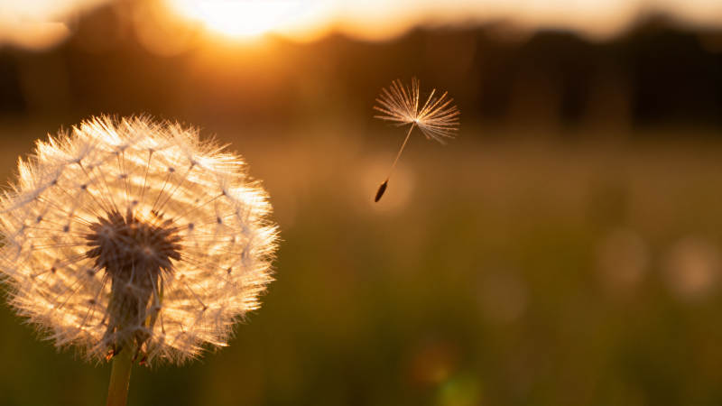 蒲公英随风飘散图片