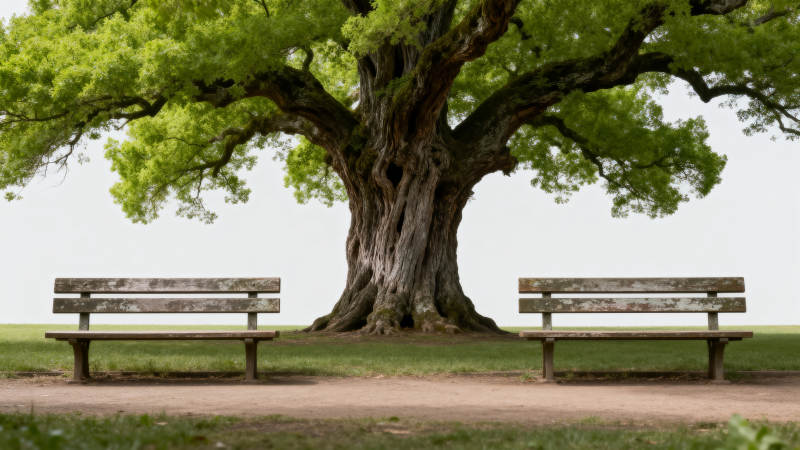 古树下的静谧长椅图片