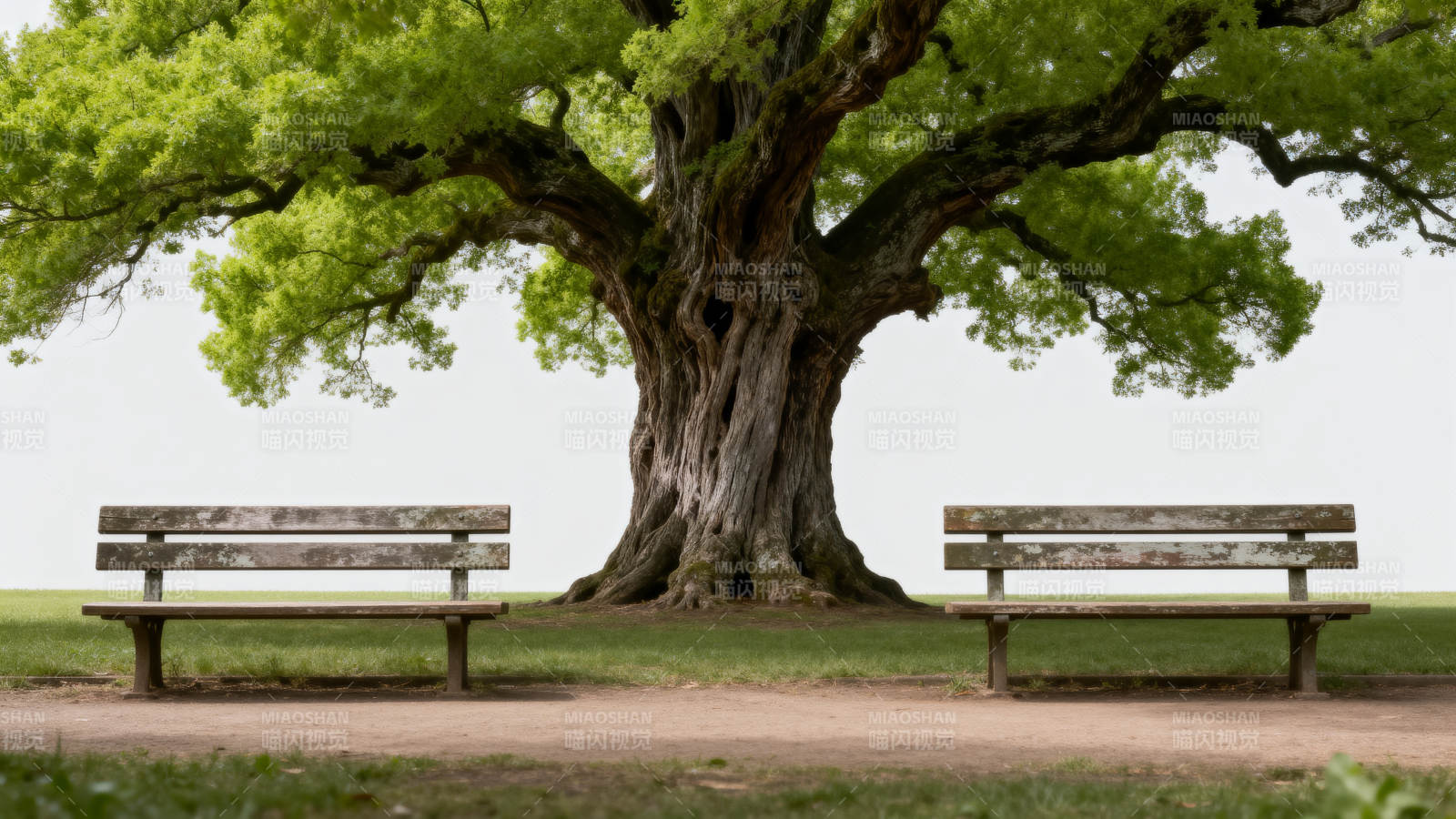 古树下的静谧长椅图片