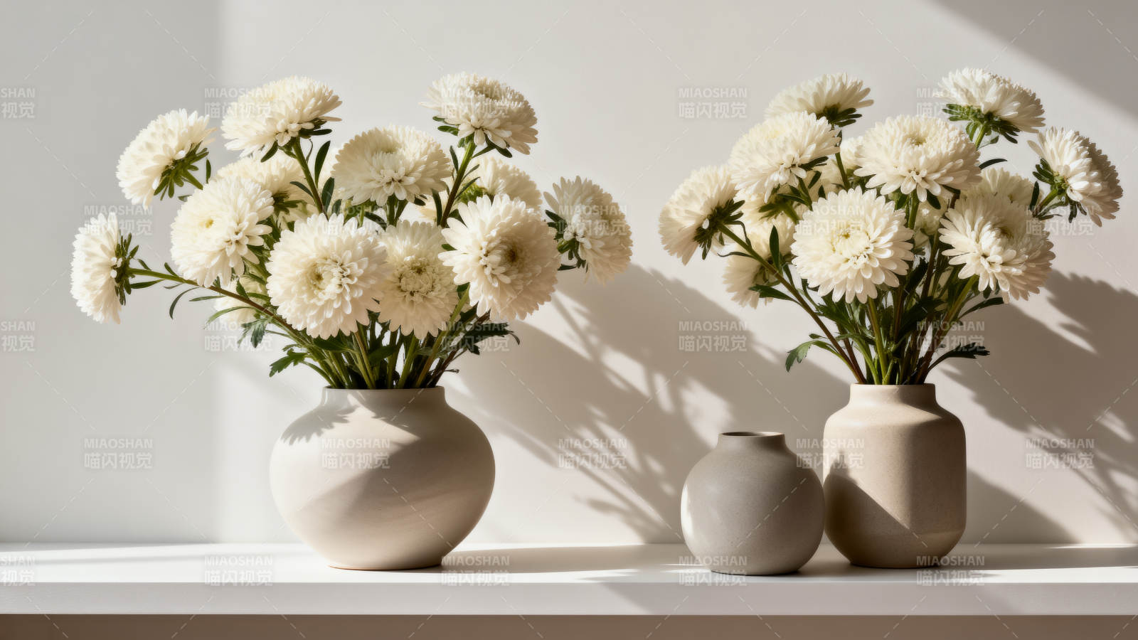 白菊静谧之美图片