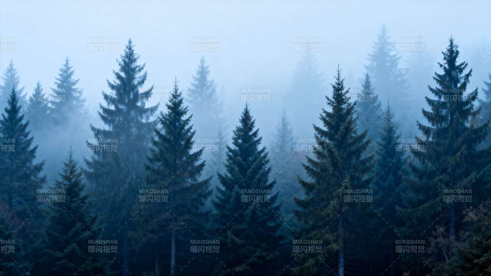 雾中松林图片