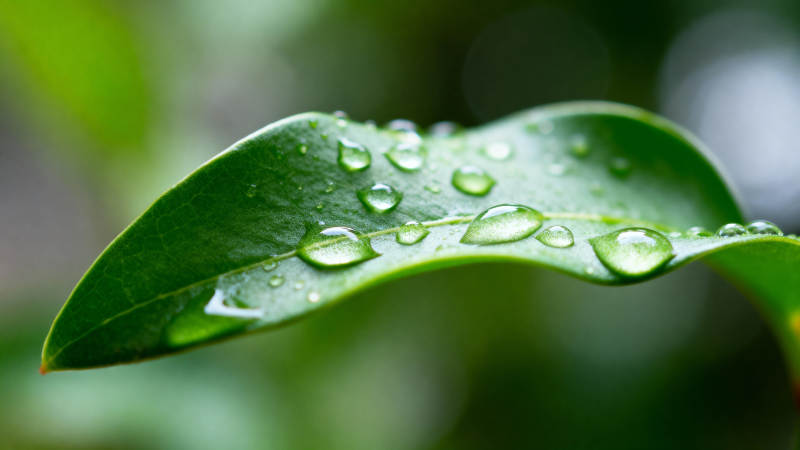 叶上露珠晶莹图片