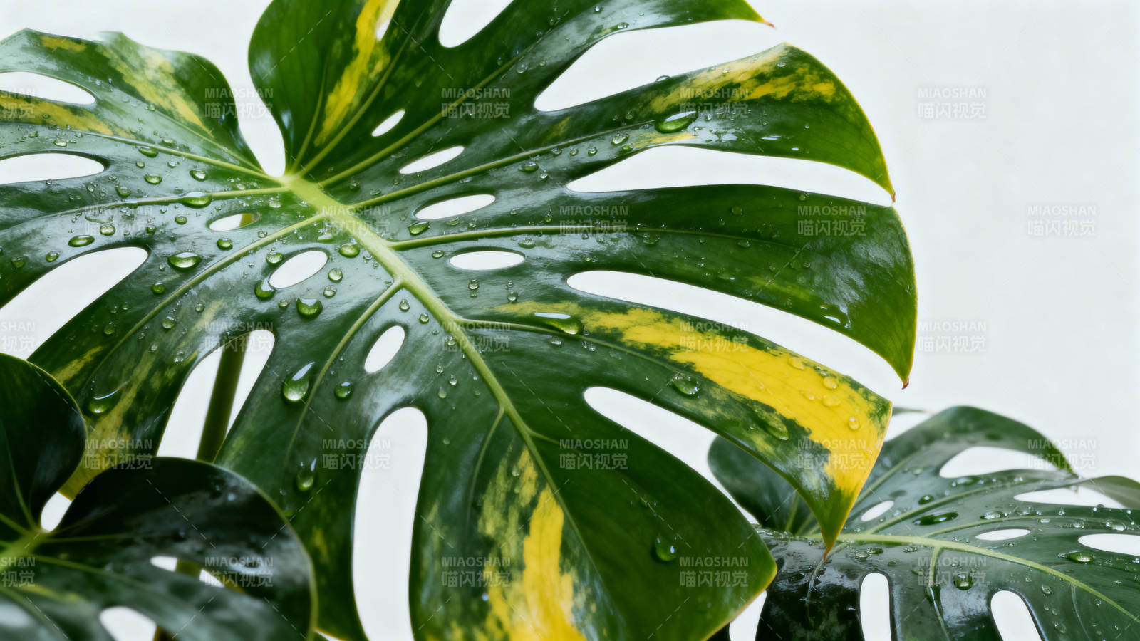 龟背竹叶滴水图片