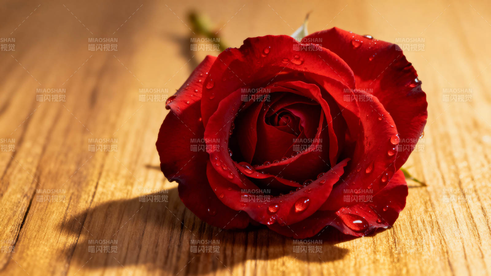 红玫瑰上的露珠图片