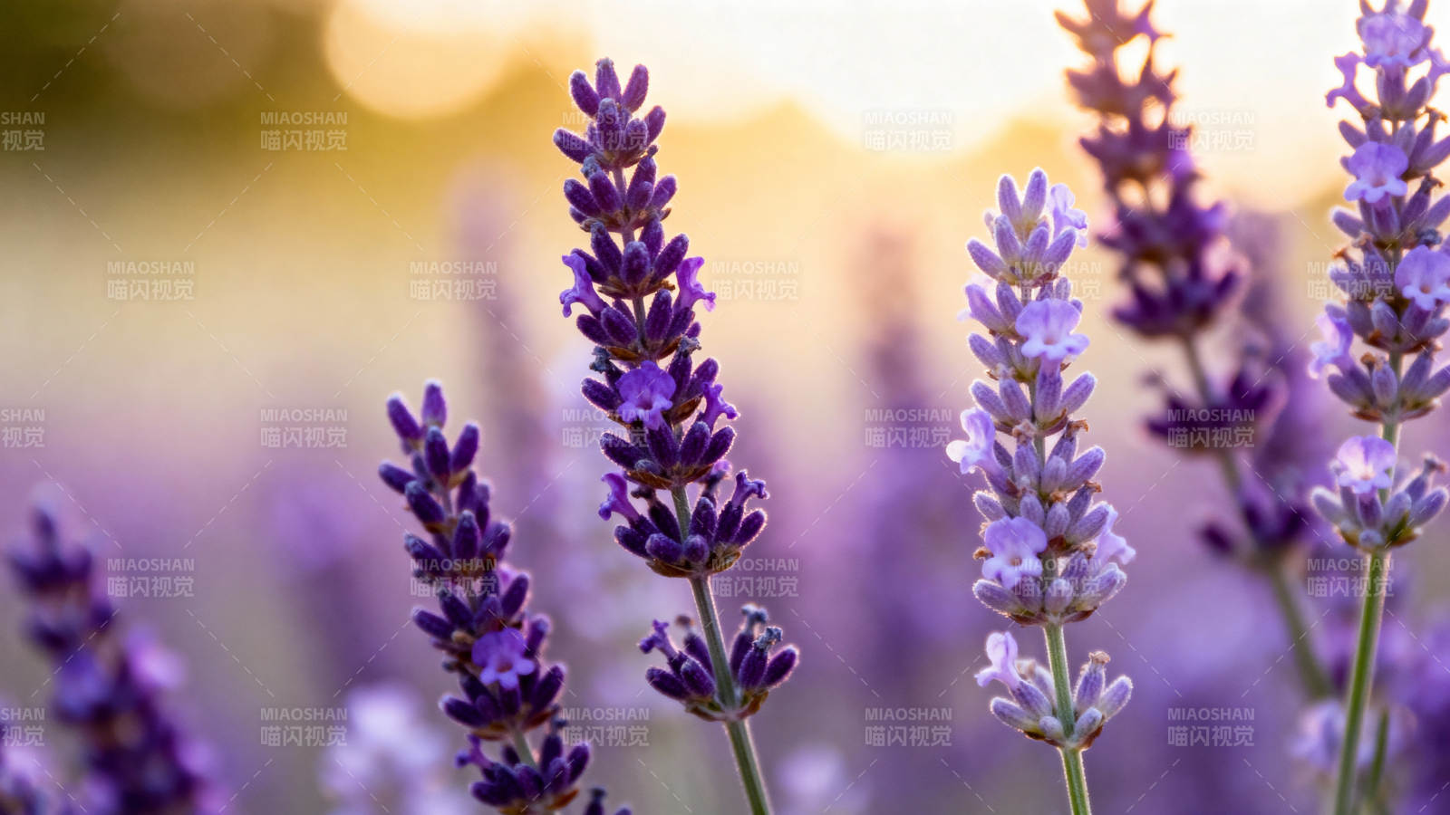 薰衣草花海夕阳图片
