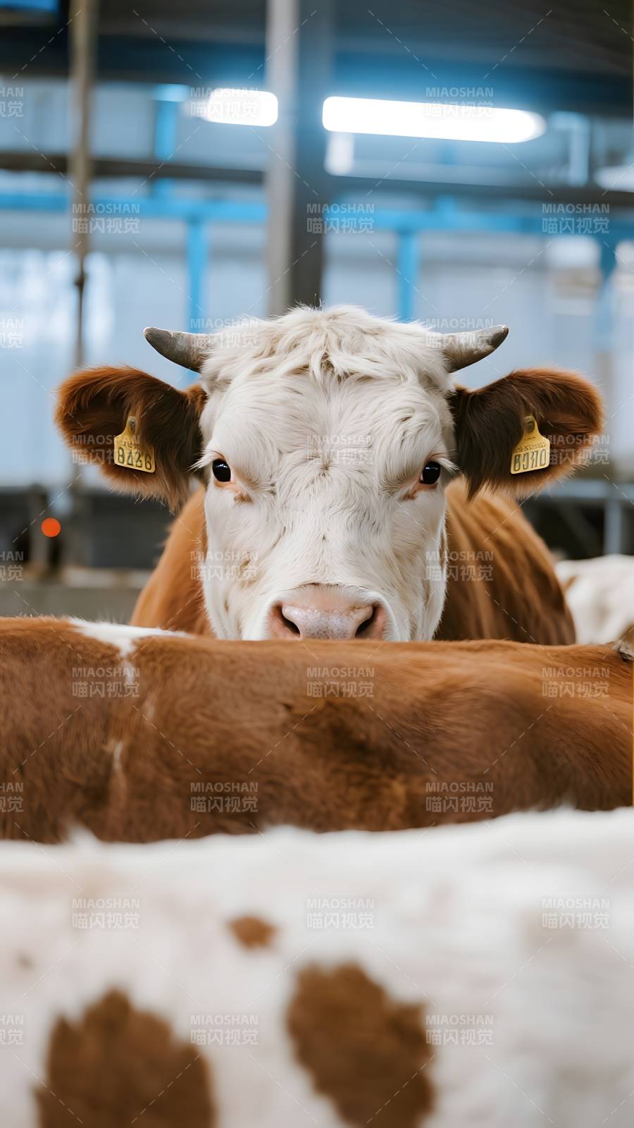 奶牛凝视镜头图片