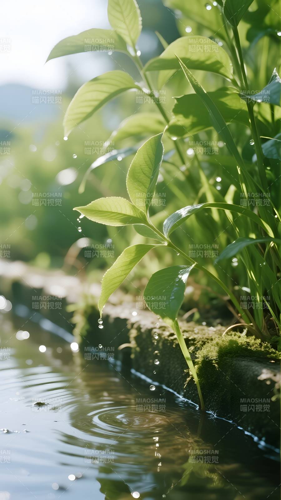 水边绿叶滴露图片