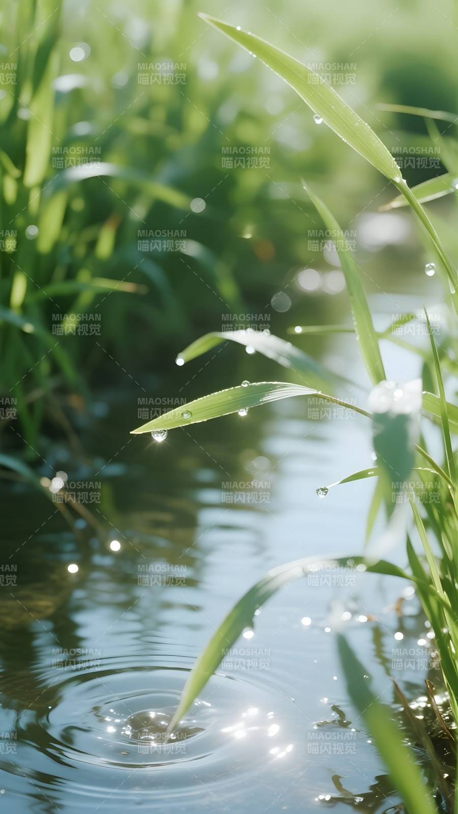 水珠轻落草尖图片