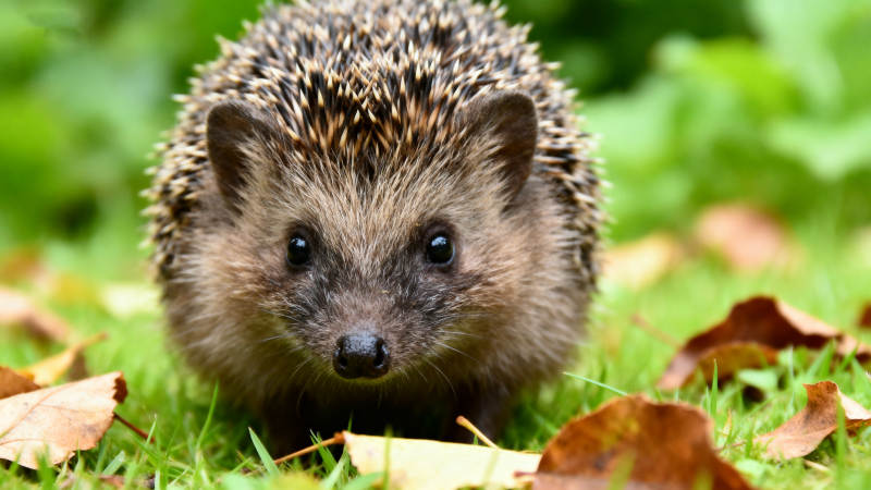 小刺猬在草地上图片