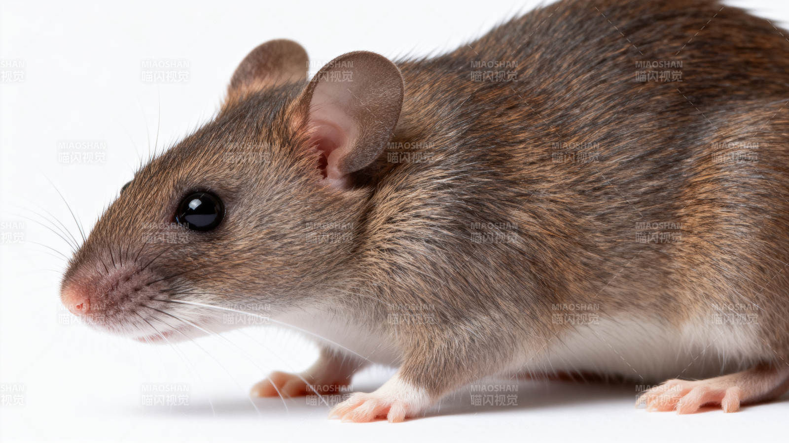 棕色小鼠特写图片