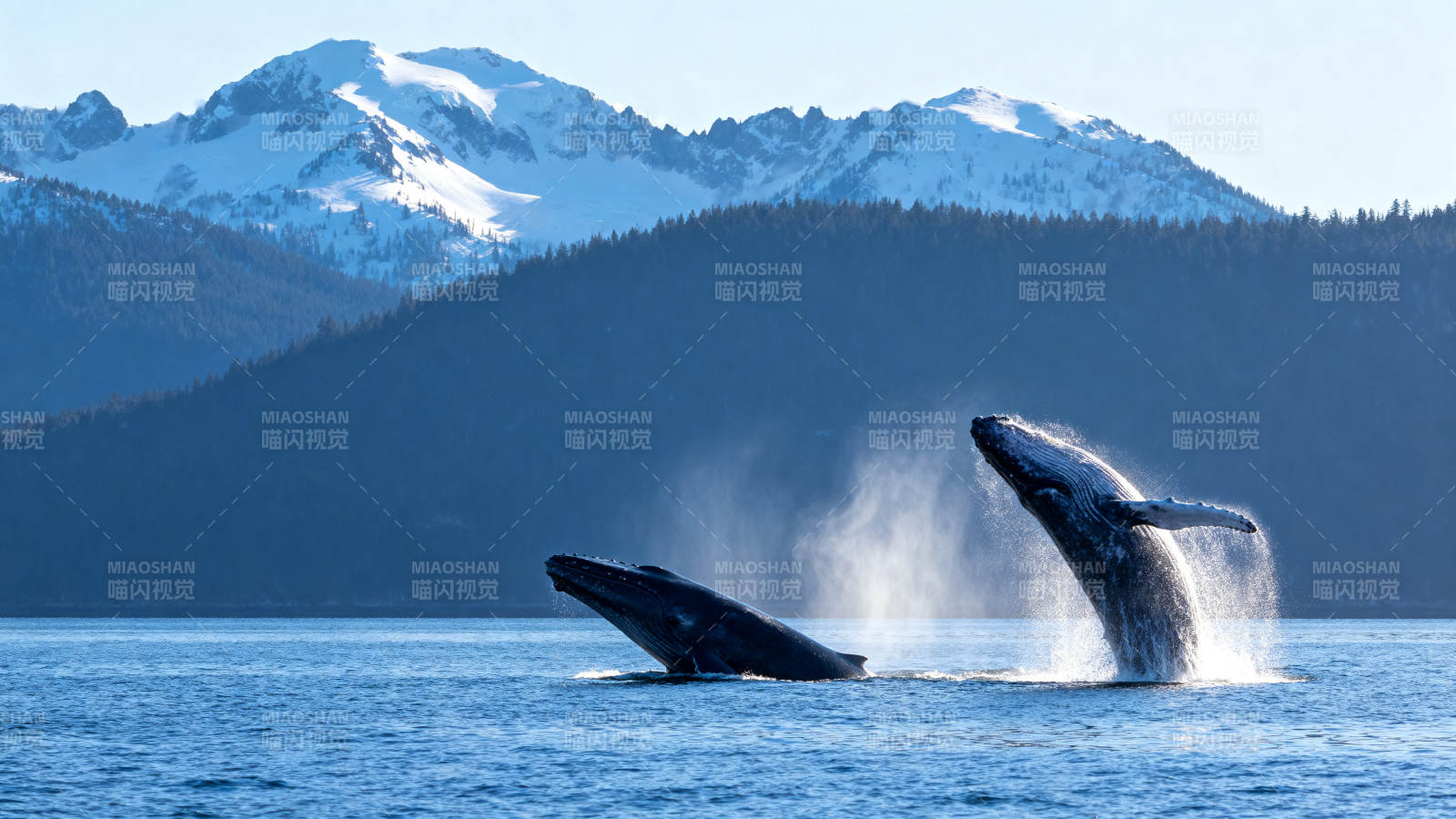 鲸跃雪山前图片
