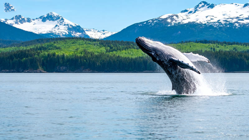 鲸跃雪山湖图片
