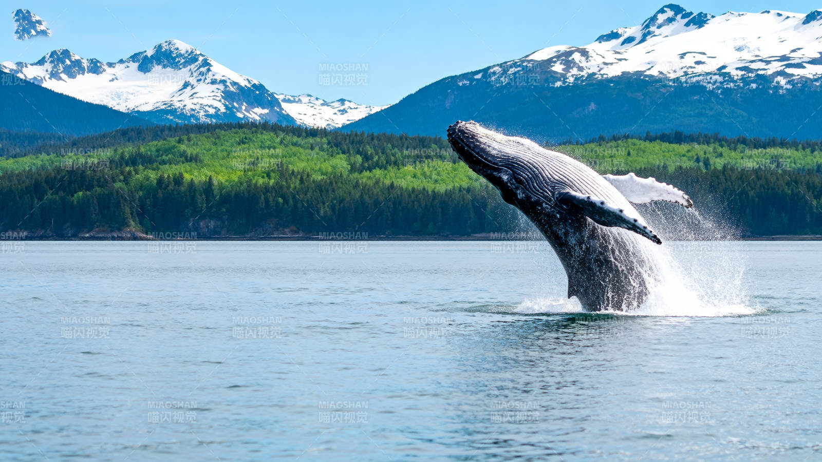 鲸跃雪山湖图片