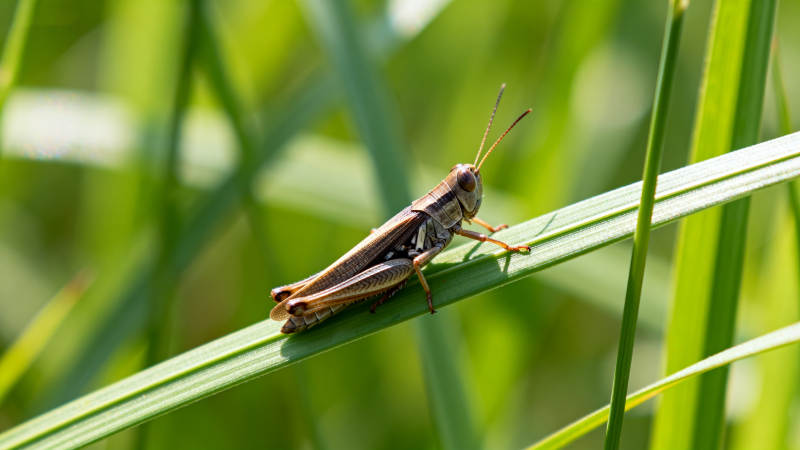 草叶上的蚂蚱图片