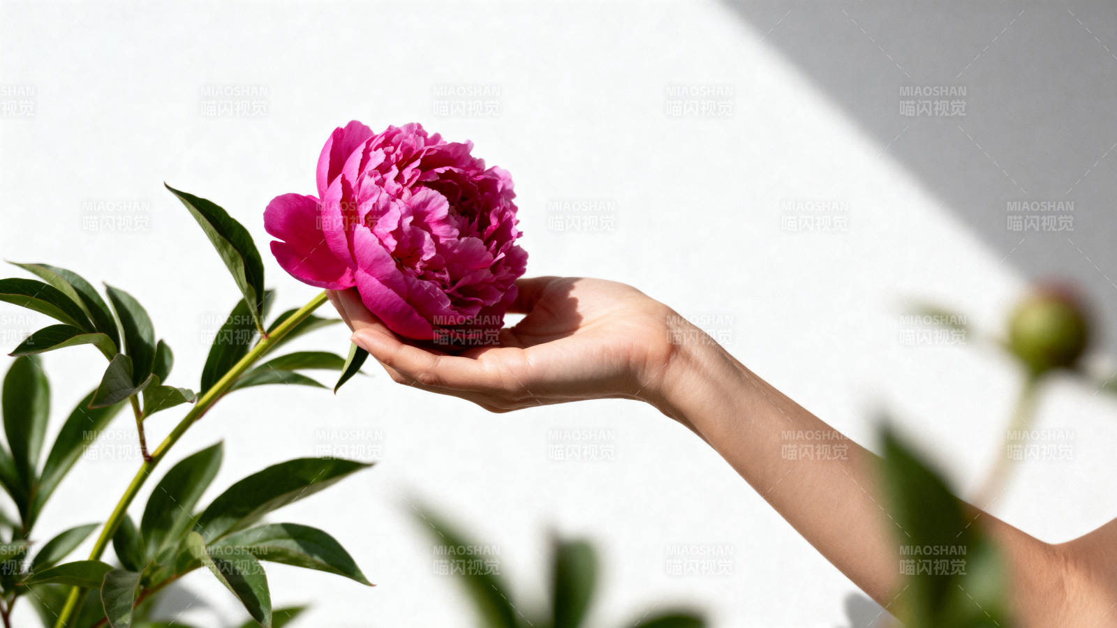 手捧粉红牡丹花图片