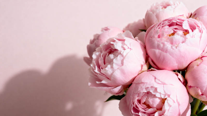 粉嫩牡丹绽放图片