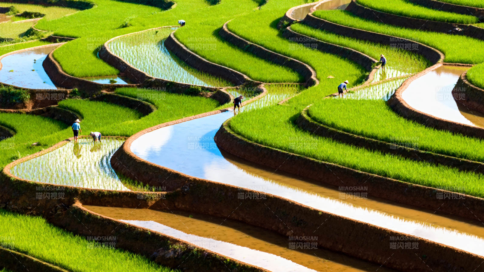 梯田如画 绿意盎然图片