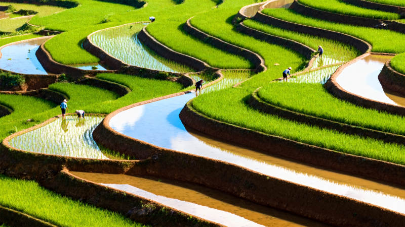梯田如画 绿意盎然图片