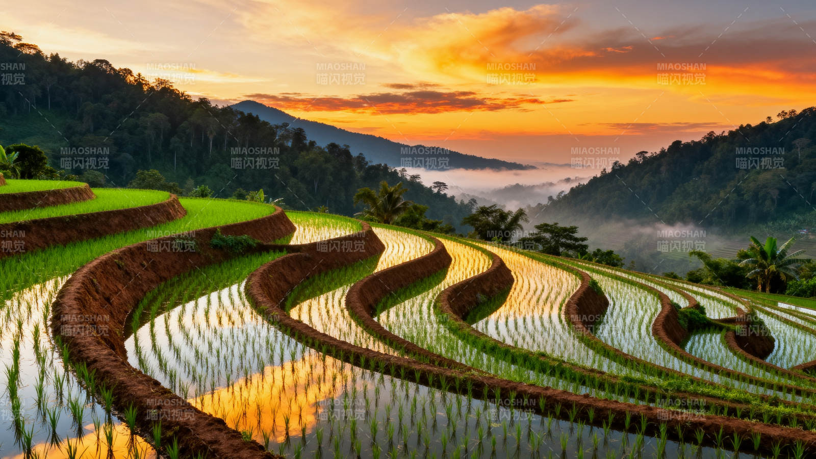 梯田晨曦图片