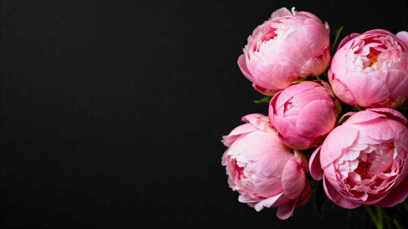 粉红牡丹绽放图片