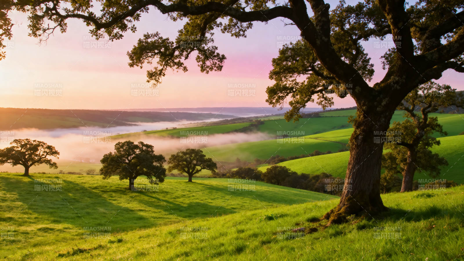 晨曦绿野树影图片