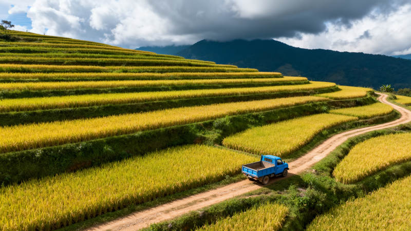 金秋梯田行图片