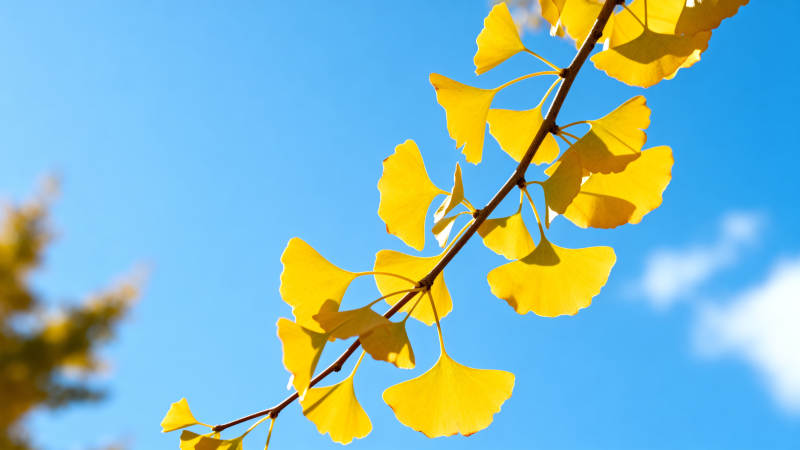 银杏叶黄映蓝天图片