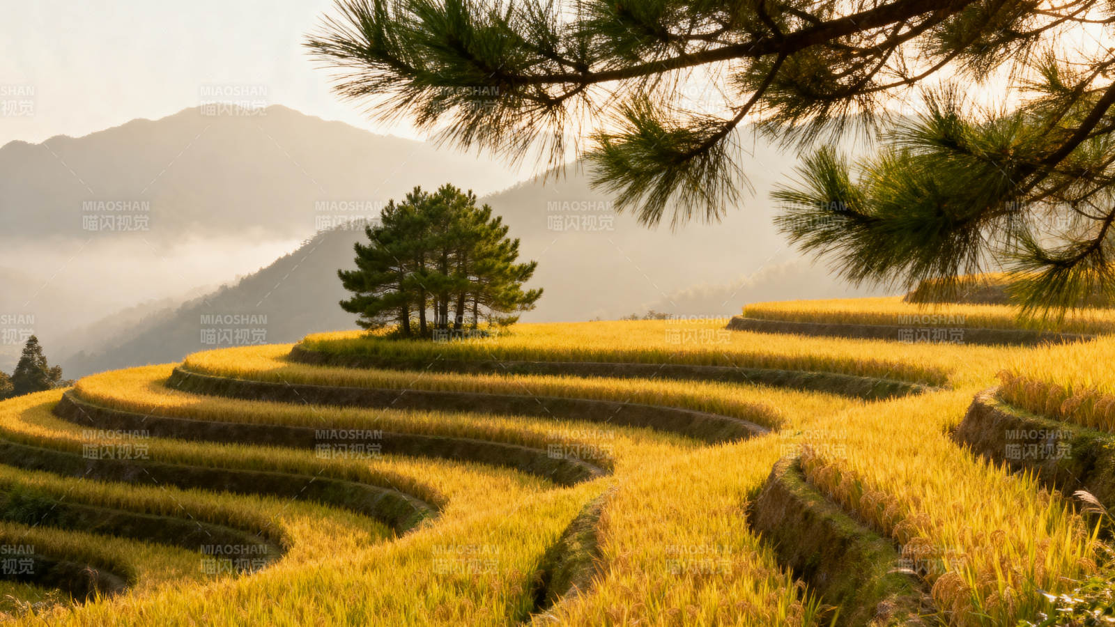 梯田金秋美景图片