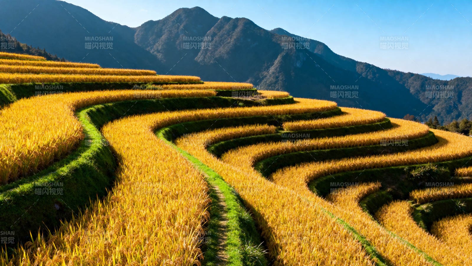 金秋梯田风光图片