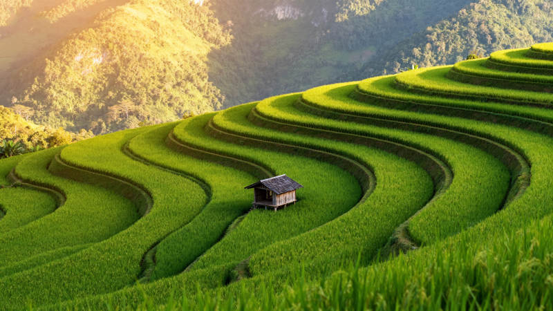 梯田晨光小屋图片