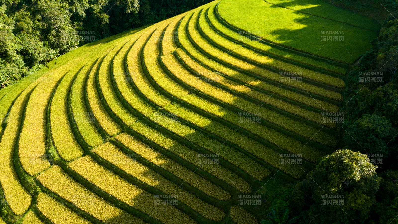 梯田风光图片