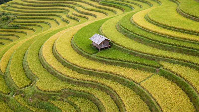 梯田上的小屋图片