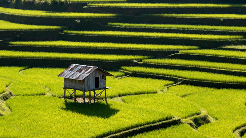 梯田中的小屋图片