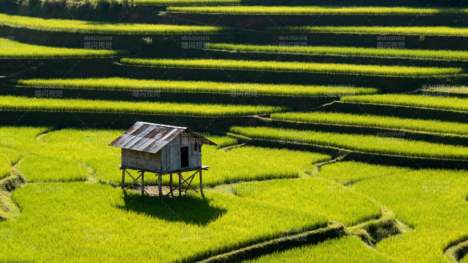 梯田中的小屋图片