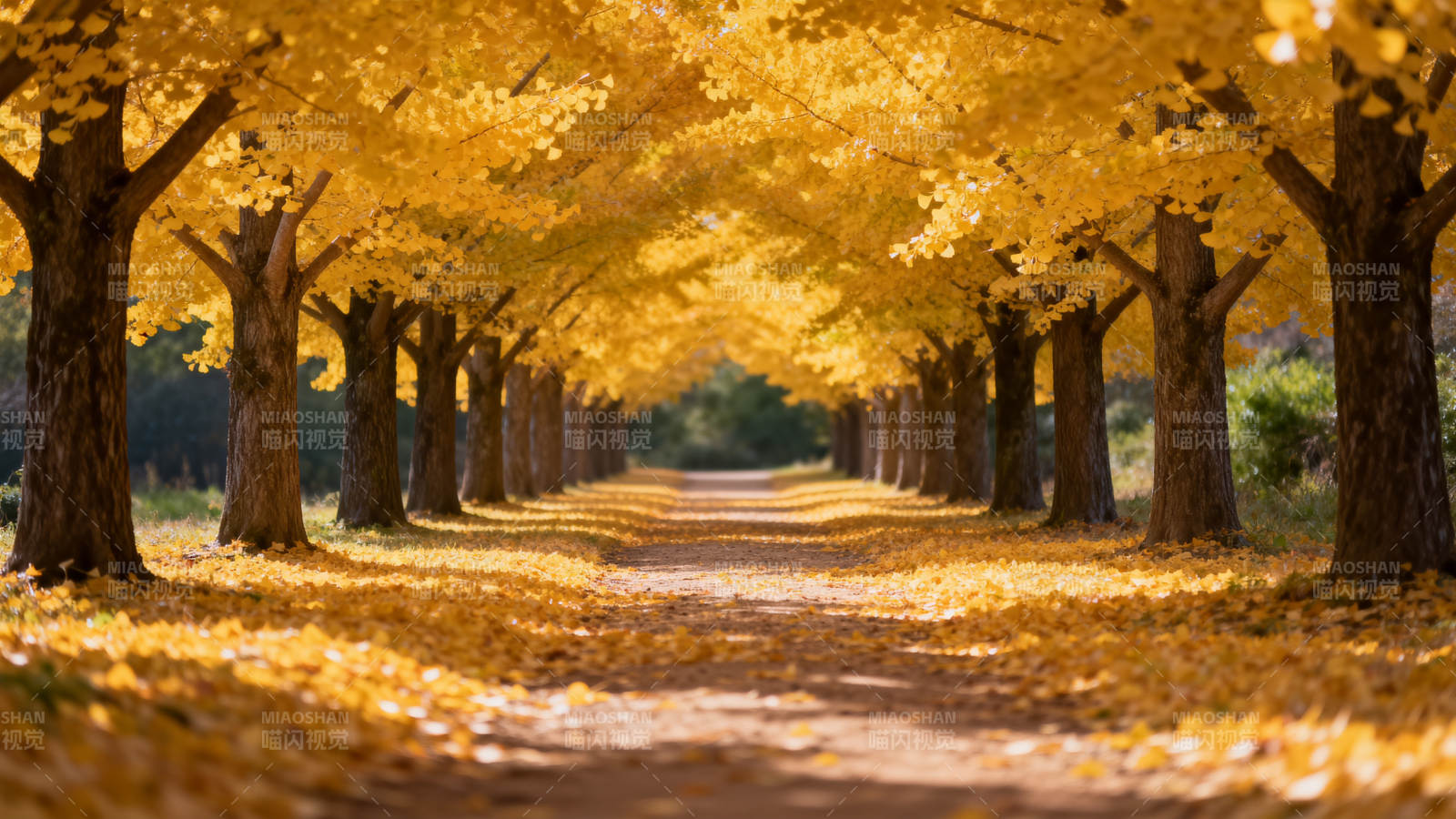 秋日林荫道图片