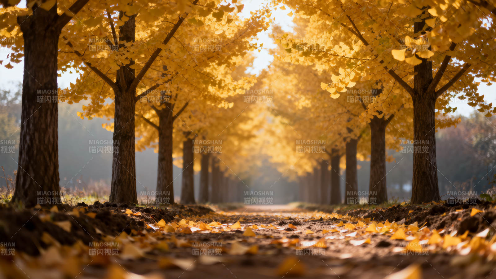 秋日林荫道图片