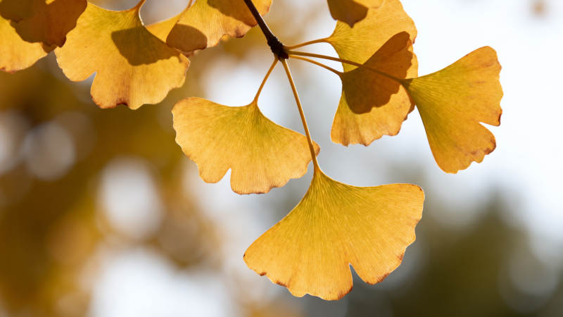 银杏叶黄秋意浓图片