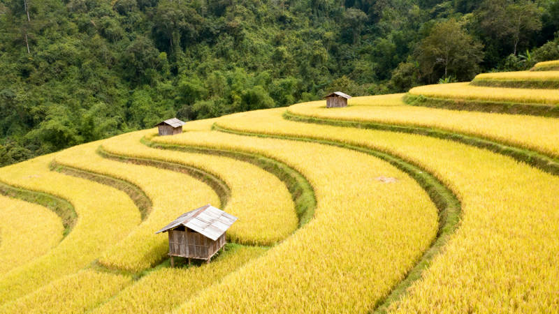 金黄梯田风光图片